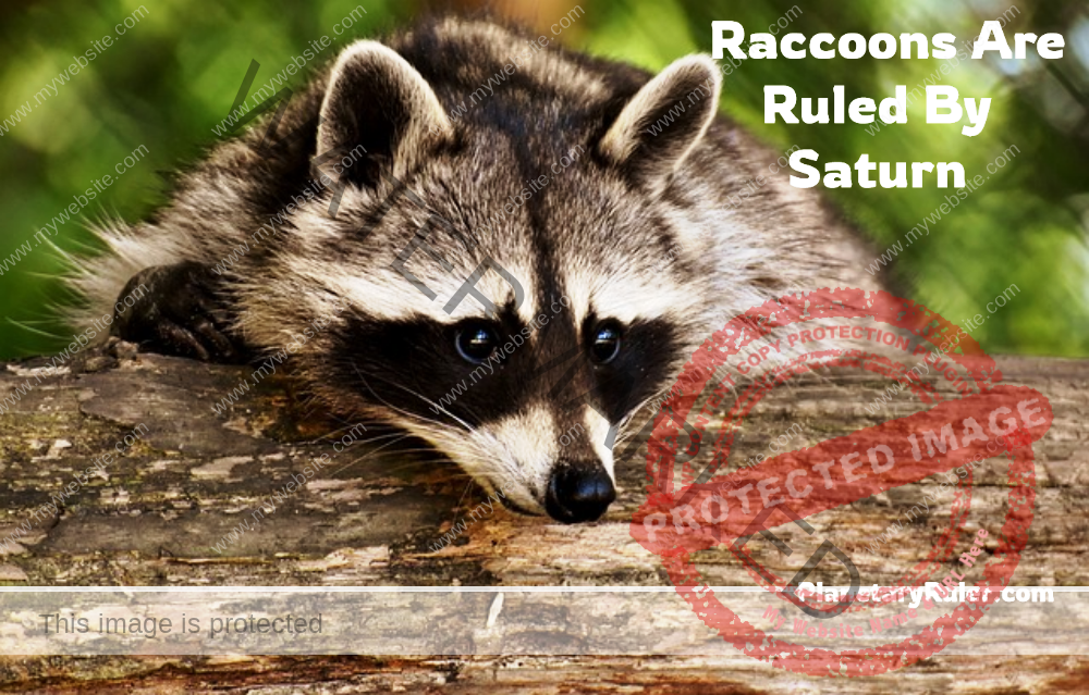 raccoons