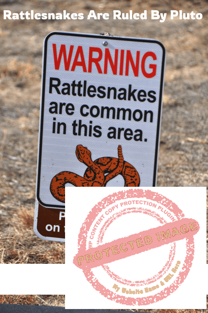 rattlesnakes