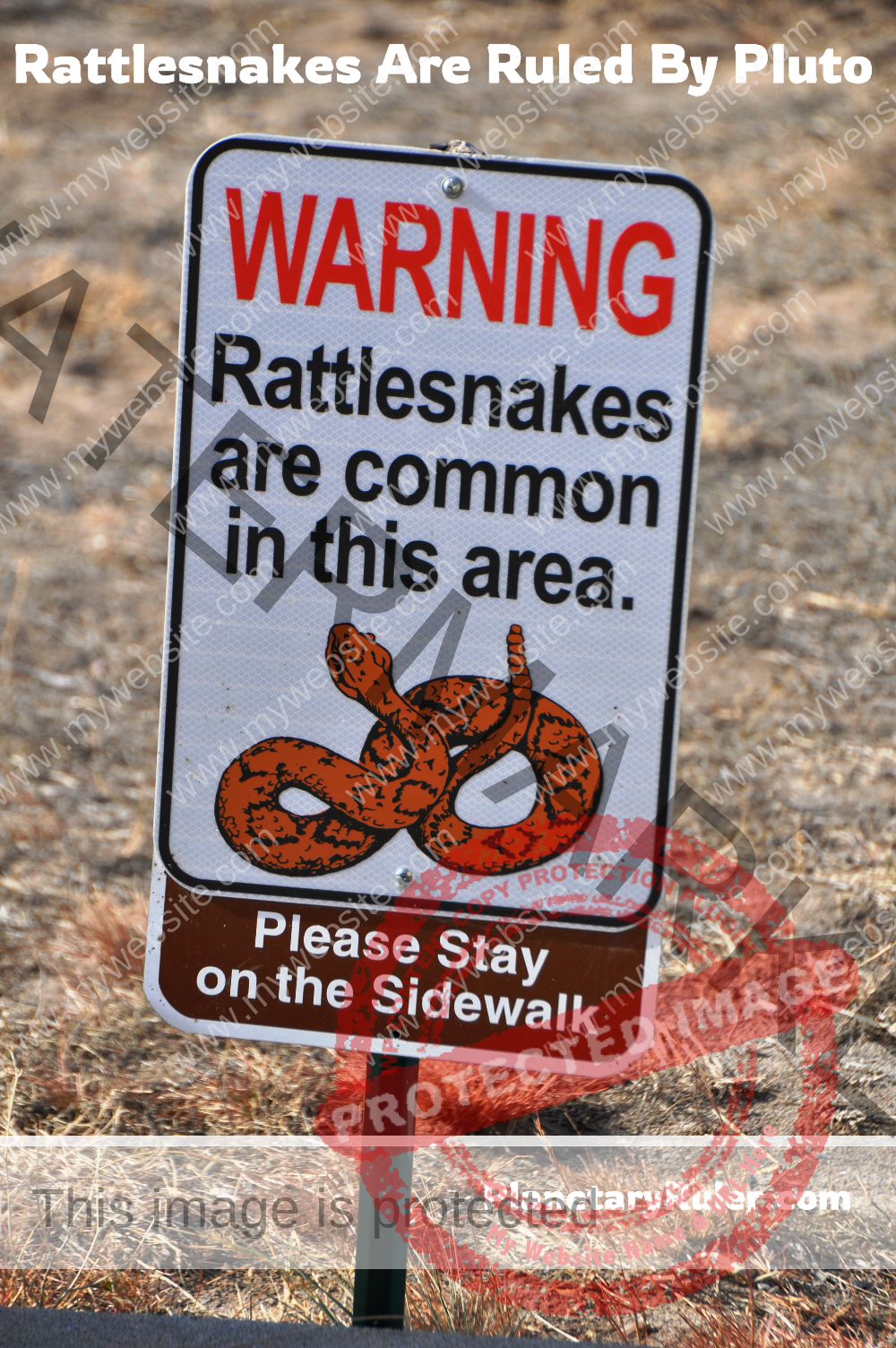 rattlesnakes