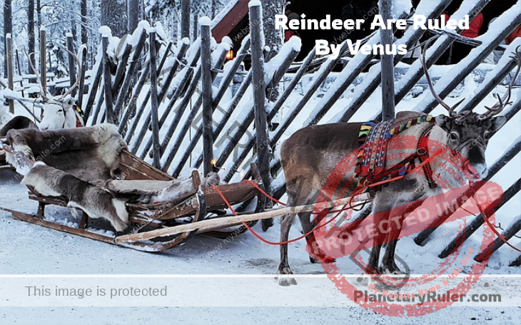 reindeer