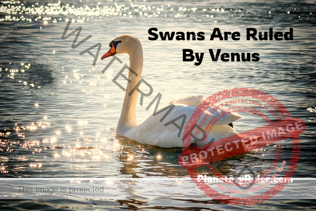 swans