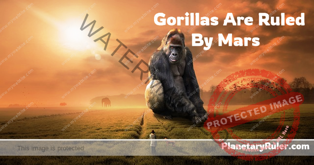 gorillas