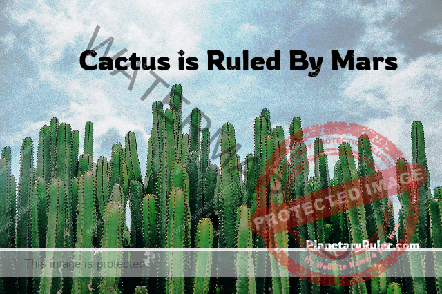 cactus