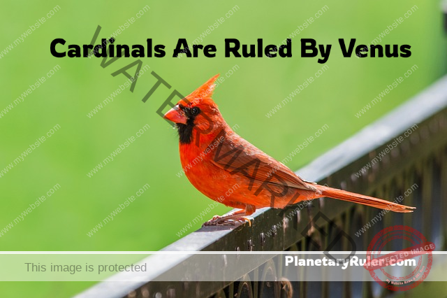 cardinals