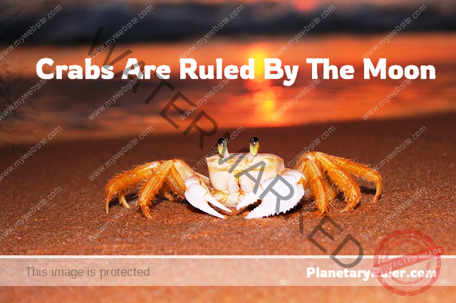 crabs